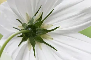 Graphic: Cosmos, Cosmos bipinnatus Purity