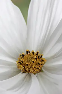 Cosmos: Cosmos, Cosmos bipinnatus Purity