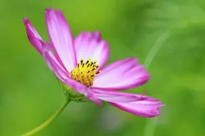Cosmos: Cosmos, Cosmos bipinnatus Sensation Picotee, Side view of