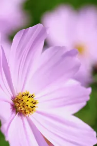 Cosmos: Cosmos, Cosmos bipinnatus Sensation Picotee, Side view of
