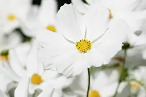 Cosmos: Cosmos, Cosmos bipinnatus, White daisy shaped flowers with y