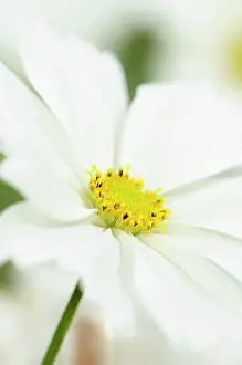 Cosmos: Cosmos, Cosmos bipinnatus, White daisy shaped flowers with y
