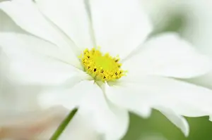 Cosmos: Cosmos, Cosmos bipinnatus, White daisy shaped flowers with y