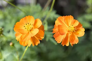 Cosmos: Cosmos (Cosmos sulphureus) Cosmic Orange in summer