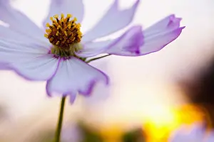 Tender: Cosmos, Mauve coloured flower growing outdoor against