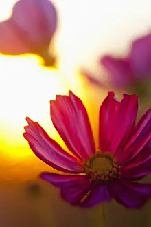 Tender: Cosmos, Pink flower growing outdoor backlit by setting