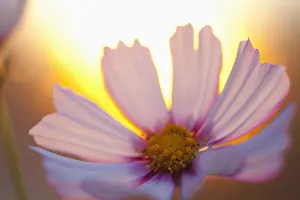 Tender: Cosmos, Pink flower growing outdoor backlit by setting