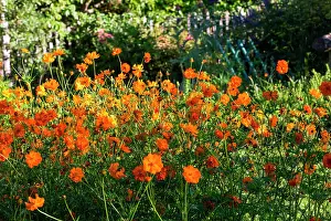 Cosmos: Cosmos sulphureus in a vegetable garden, Provence