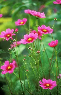 COSMOS Tetra - Versailles"