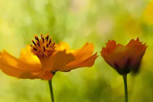 Tender: Cosmos, Yellow coloured flowers growing outdoor