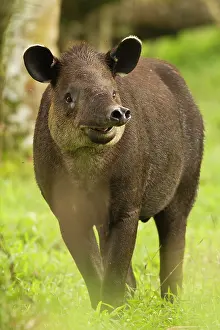 Mary: Costa Rica. Bairdis Tapir (Tapirus bairdii)