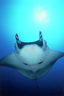 Alfredi: Costa Rica, Cocos Island, Pacific Manta