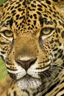 Mary: Costa Rica. Jaguar (Panthera onca) portrait