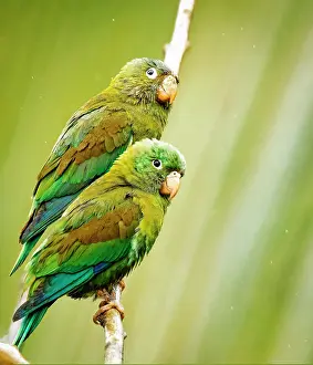 Pleasant: Costa Rica, parakeet perched