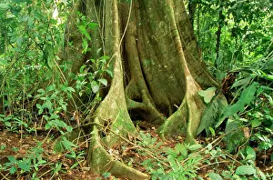 Figs: Costa Rica RAINFOREST - Fig tree, butress roots