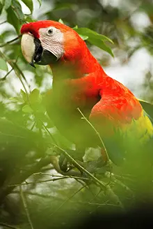 Mary: Costa Rica, Sarapiqui. Local farmer feeds