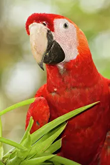 Mary: Costa Rica, Sarapiqui. Local farmer feeds