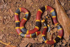 Rican: Costa Rican Coral Snake (Micrurus mosquitensis)