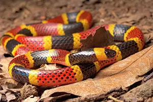 Rican: Costa Rican Coral Snake (Micrurus mosquitensis)