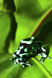 Poisonarrow: Costa Rican Green and Black Poison Dart Frog