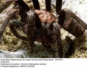 Tarantulas: Costa Rican Tigerrump or Sun Tiger Tarantula /