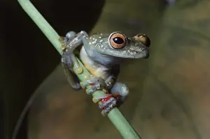 Sticky: Costa Rican Tree Frog