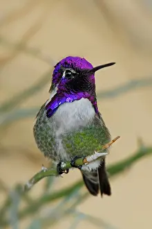 Costae: Costa's Hummingbird