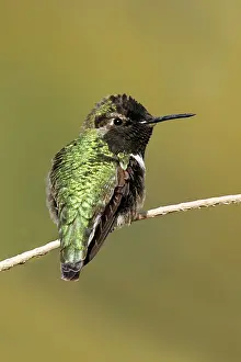 Costae: Costa's Hummingbird