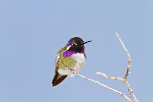 Costae: Costa's Hummingbird