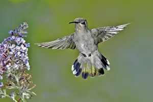 Costae: Costa's Hummingbird
