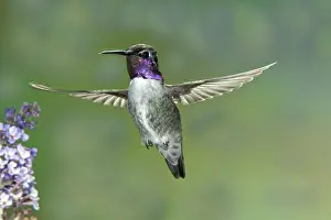 Calypte: Costa's Hummingbird
