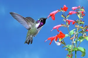 Calypte: Costa's Hummingbird