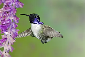 Calypte: Costa's Hummingbird
