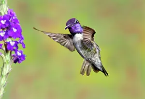 Calypte: Costa's Hummingbird