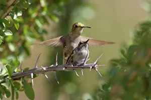 Approaching: costas hummingbird - approaching female costa's