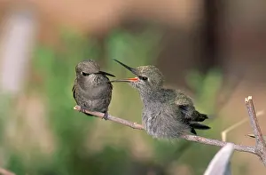 Calypte: Costa's Hummingbird feeding young