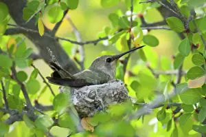 Calypte: Costa's Hummingbird on Nest