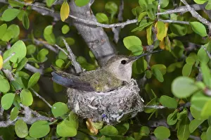 Calypte: Costa's Hummingbird on Nest