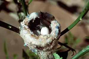 Costae: Costa's Hummingbird Nest & Eggs
