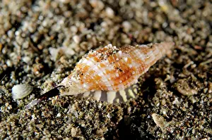 Siphon: Costellarid Shell