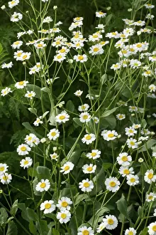 Tanacetum: Costmary / Alecost