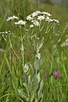 Tanacetum: Costmary / Alecost a medicinal herb wild in Turkey