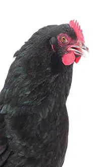 Wattles: Cotentine Chicken hen