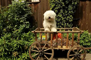 Tulear: Coton de Tulear for 10 months in a cart