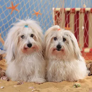Tulear: Coton de Tulear, two bitches sitting next to each
