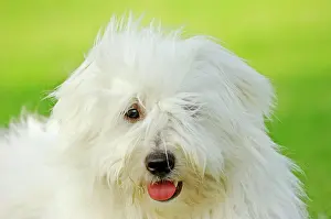 Tulear: Coton de Tulear, dog (Canis lupus familiaris), portrait