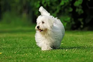 Tulear: Coton de Tulear, dog (Canis lupus familiaris) Coton