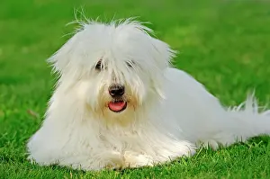 Tulear: Coton de Tulear, dog (Canis lupus familiaris) Coton