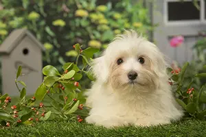 Tulears: Coton de Tulear dog outdoors in the garden