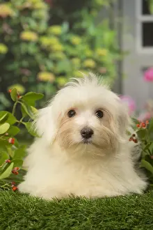 Tulears: Coton de Tulear dog outdoors in the garden